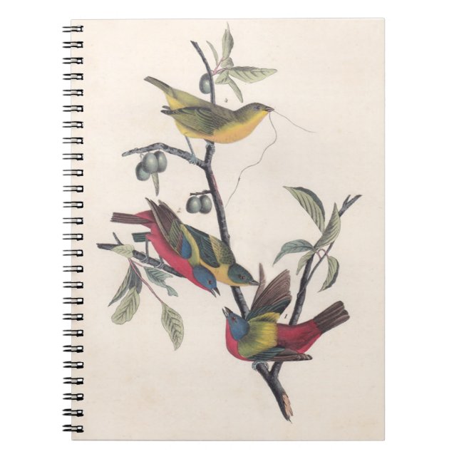 Cuaderno Vida silvestre de las aves de Bunting de Audubon (Frente)