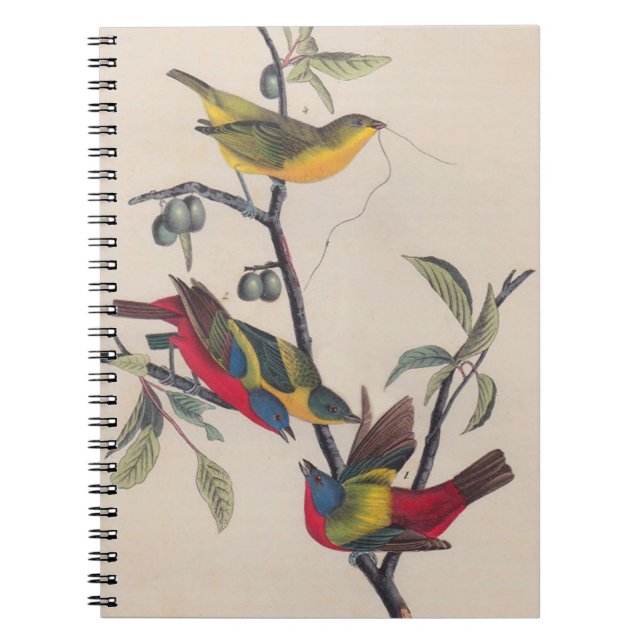 Cuaderno Vida silvestre de las aves de Bunting de Audubon (Frente)