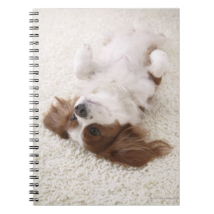 Cuaderno Vientre que muestra arrogante