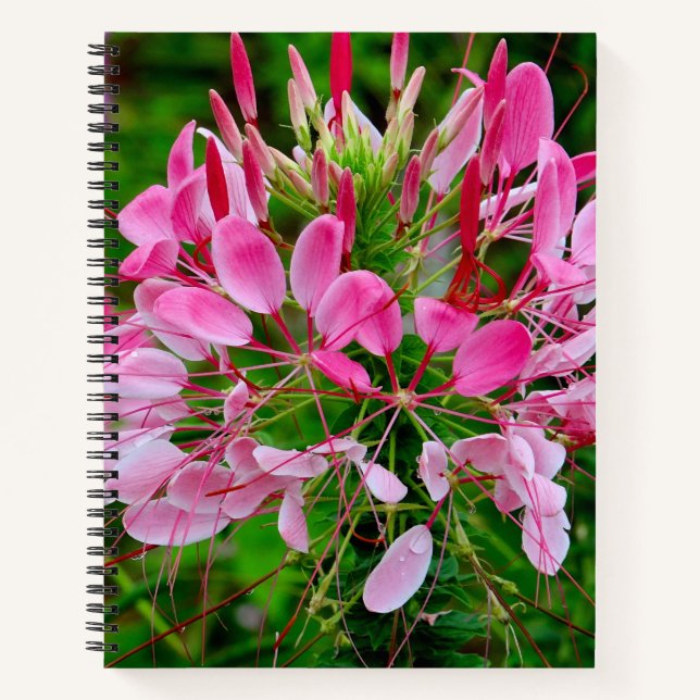Cuaderno Vietnam - flower on Ha Giang plateau (Anverso)