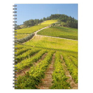 Cuaderno Viñedo, Stellenbosch, Cabo Occidental
