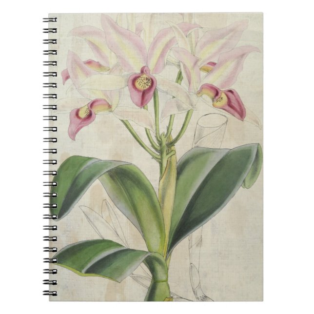 Cuaderno Vintage Botánico Guatemalteco Cattleya (Frente)