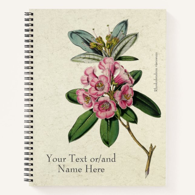 Cuaderno Vintage Hermoso Rhododendron viscosum (Anverso)