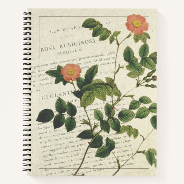 Cuaderno Vintage Rosa rubiginosa nemoralis (Anverso)