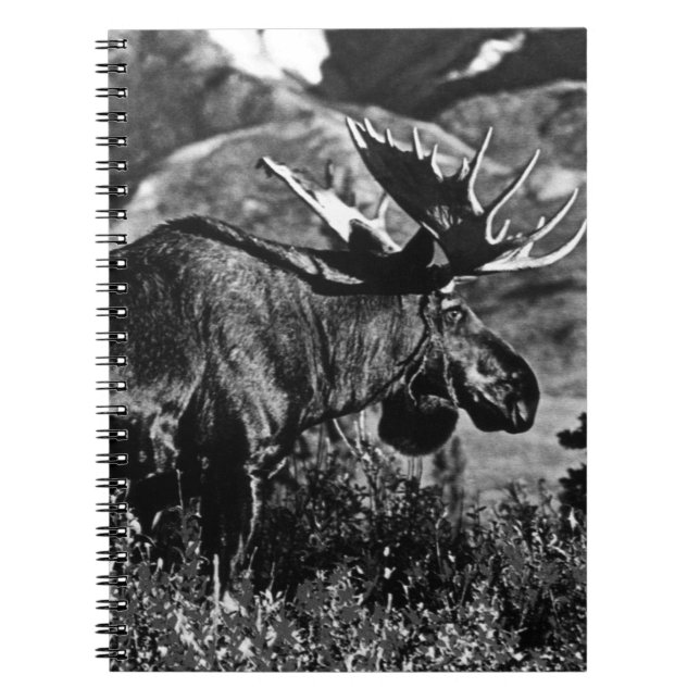 Cuaderno Vintage USA Alaska toro moose 1970 (Frente)