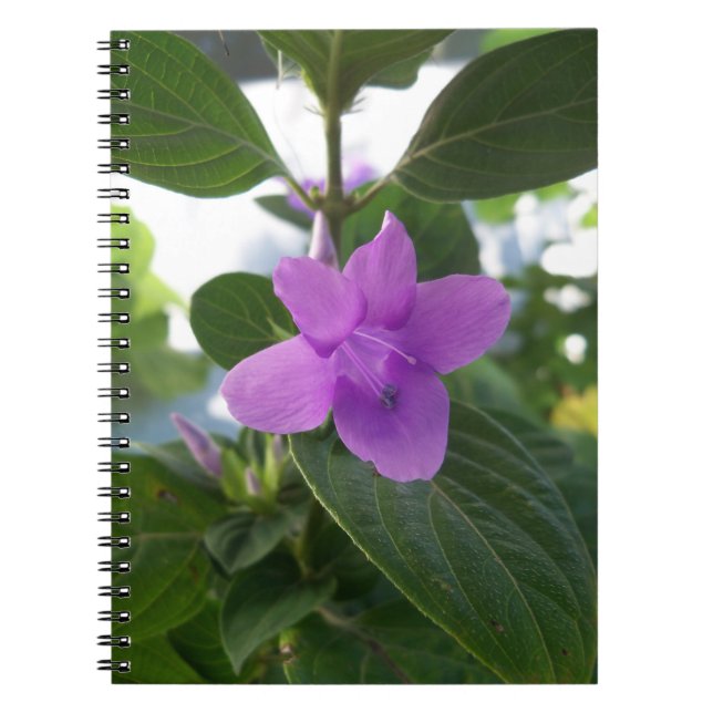 Cuaderno Violeta púrpura filipina (Frente)