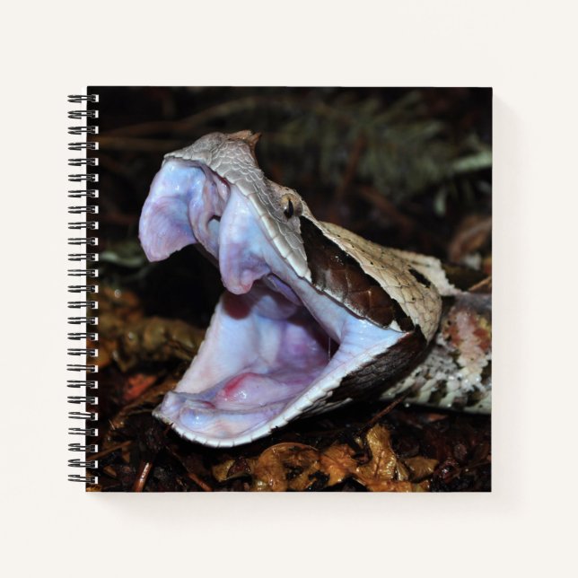 Cuaderno Viper de Gabón (Anverso)