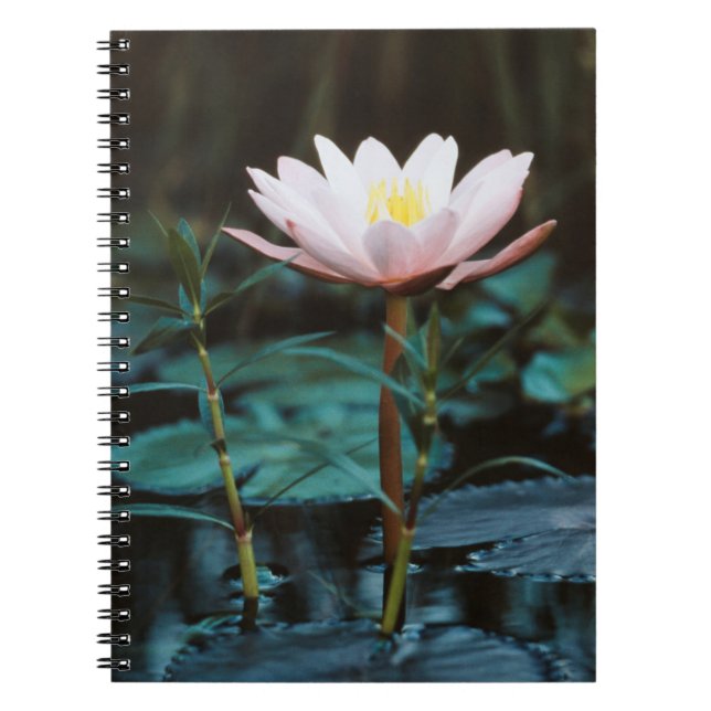 Cuaderno Vista de cerca de nenúfar en el lago Inle (Frente)