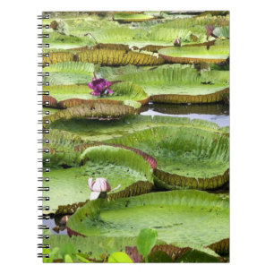 Cuaderno Vitoria Regis, nenúfares gigantes en el Amazonas