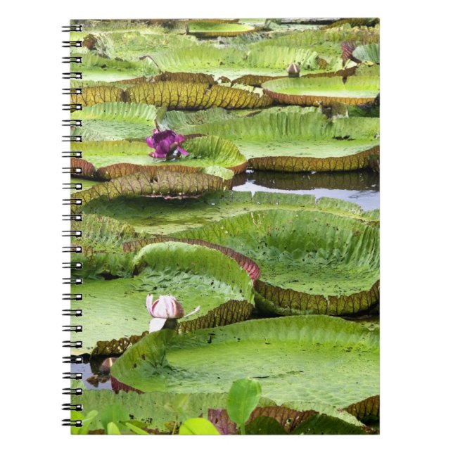 Cuaderno Vitoria Regis, nenúfares gigantes en el Amazonas (Frente)