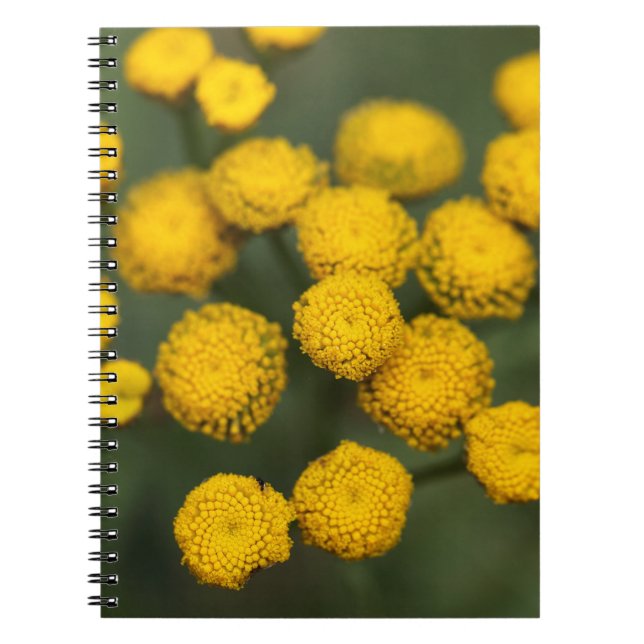 Cuaderno Vulgare del Tanacetum del Tansy (Frente)