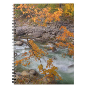 Cuaderno WA, Bosque Nacional Wenatchee, Arce y