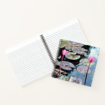 Waterlios rosas en un estanque