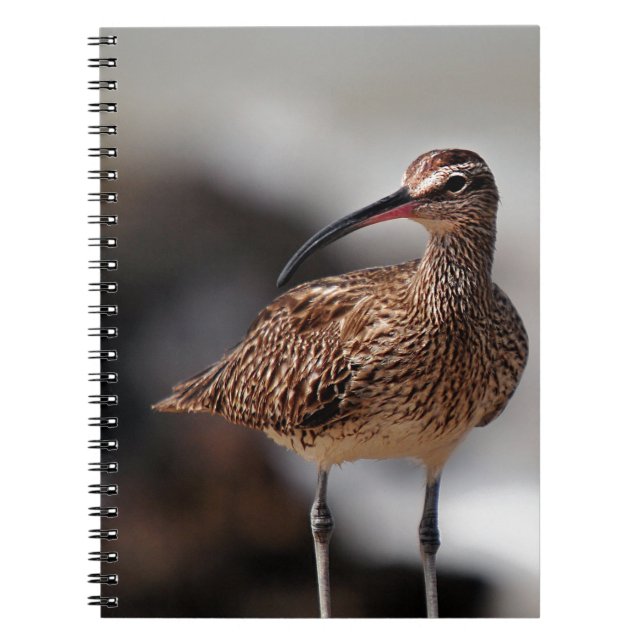 Cuaderno Whimbrel (Frente)