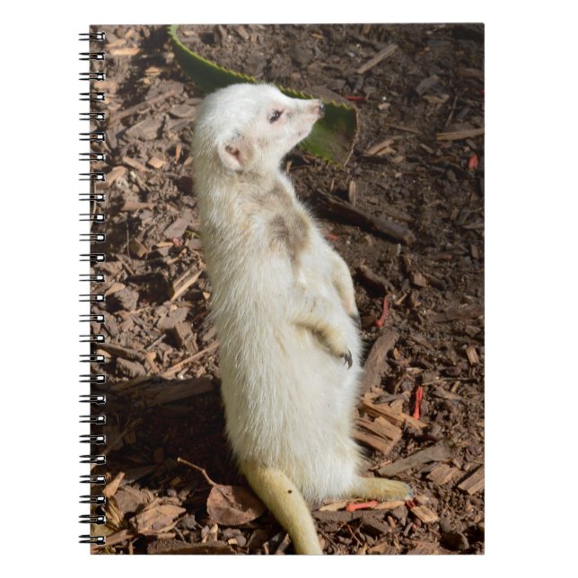 Cuaderno White Meerkat Standing , Bloc de notas (Frente)