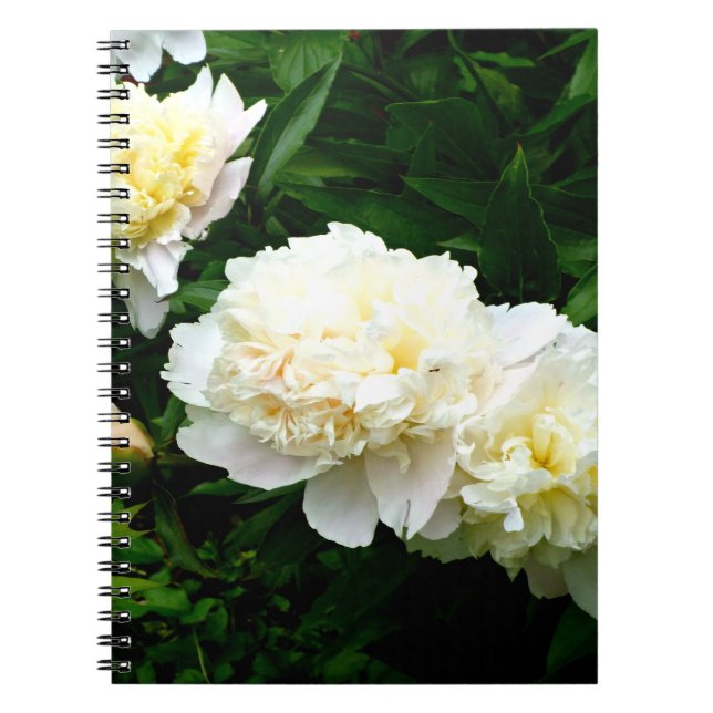Cuaderno White Peony Trio (Frente)