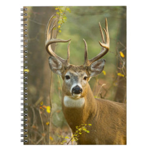 Cuaderno Whitetail Deer Buck Pescado blanco, Montana