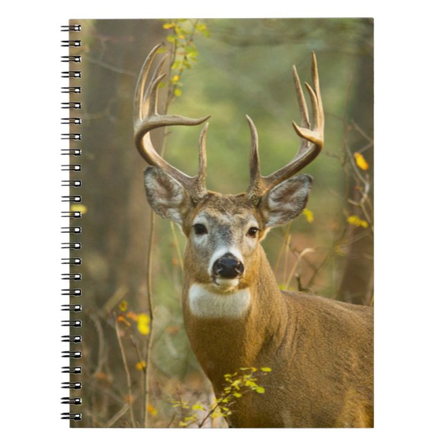 Cuaderno Whitetail Deer Buck | Pescado blanco, Montana (Frente)