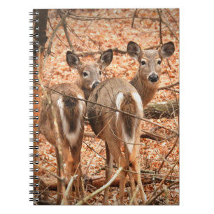 Cuaderno Whitetail Doe y su alba en el bosque de otoño