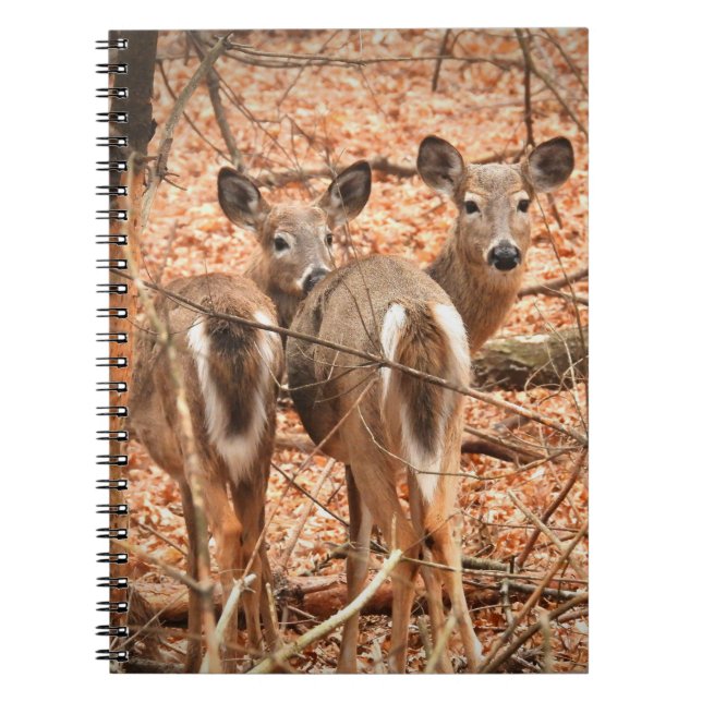 Cuaderno Whitetail Doe y su alba en el bosque de otoño (Frente)