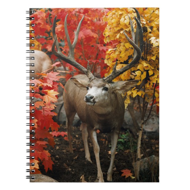 Cuaderno Whitetail En Otoño (Frente)