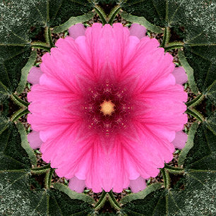 Cuaderno Wigglin'.....