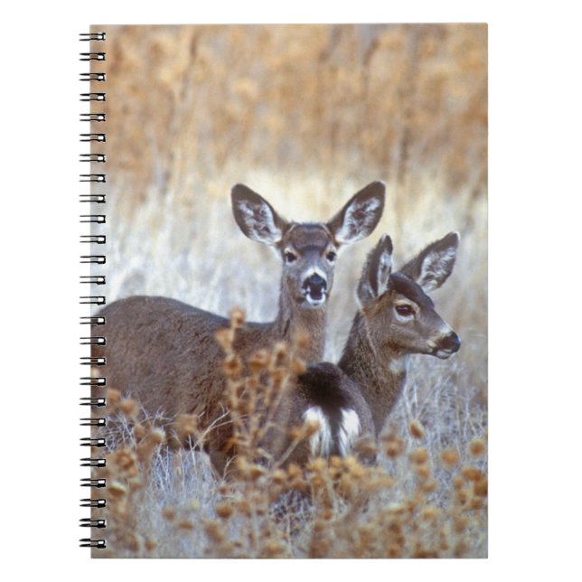 Cuaderno Wild Mule Deer Pair | California (Frente)