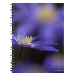 Cuaderno Windflower griego, flor azul resistente de los
