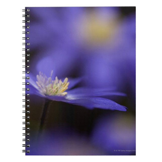 Cuaderno Windflower griego, flor azul resistente de los (Frente)