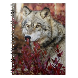 Cuaderno Wolf In Fall Foliage