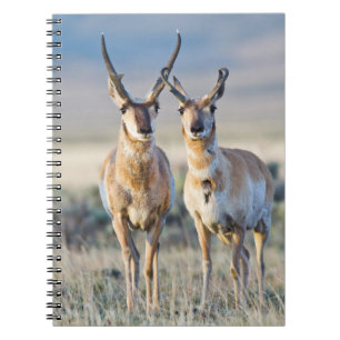 Cuaderno Wyoming, Condado de Sublette, dólares Pronghorn