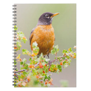 Cuaderno Wyoming, condado de Sublette, un petirrojo america