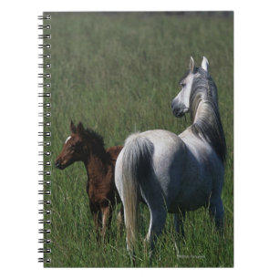 Cuaderno Yegua y potro árabes