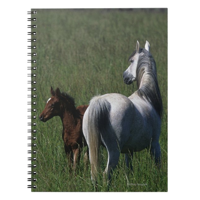 Cuaderno Yegua y potro árabes (Frente)
