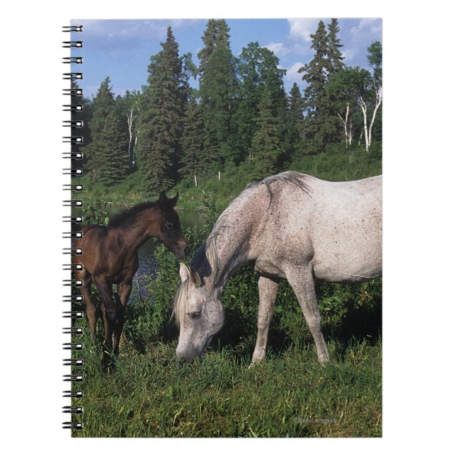 Cuaderno Yegua y potro árabes 2 (Frente)