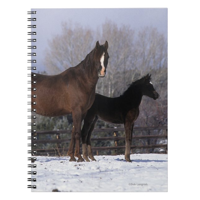 Cuaderno Yegua y potro árabes en nieve (Frente)