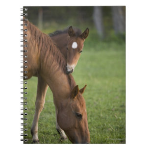 Cuaderno Yegua y potro cuartos americanos del caballo en