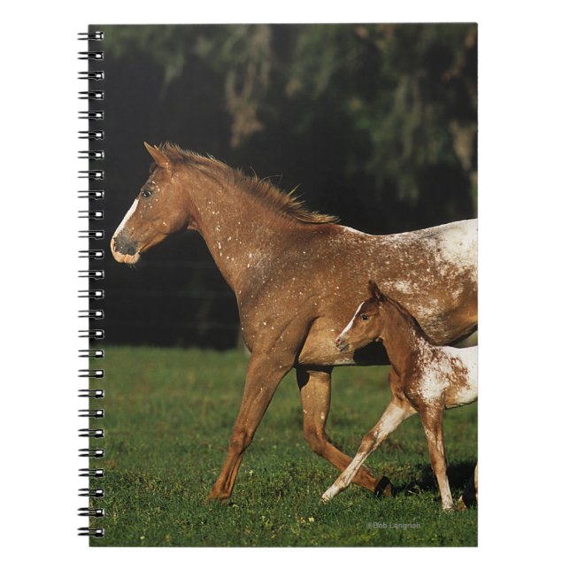 Cuaderno Yegua y potro del Appaloosa (Frente)