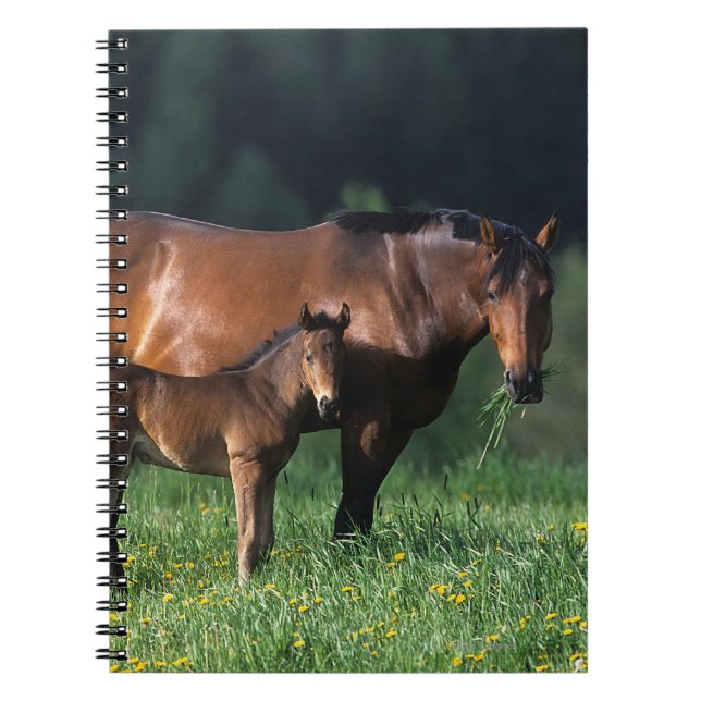 Cuaderno Yegua y potro excelentes 1 (Frente)