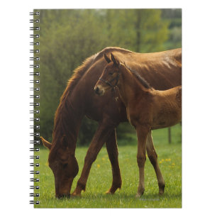 Cuaderno Yegua y potro excelentes 2