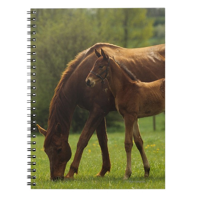 Cuaderno Yegua y potro excelentes 2 (Frente)