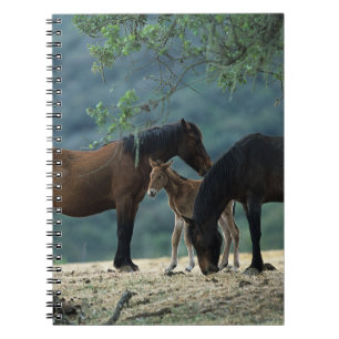 Cuaderno Yegua y potro salvajes del mustango