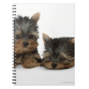 Cuaderno Yorkshire Terrier