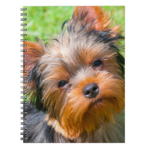 Cuaderno Yorkshire Terrier mirando hacia arriba