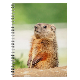 Cuaderno Young Groundhog
