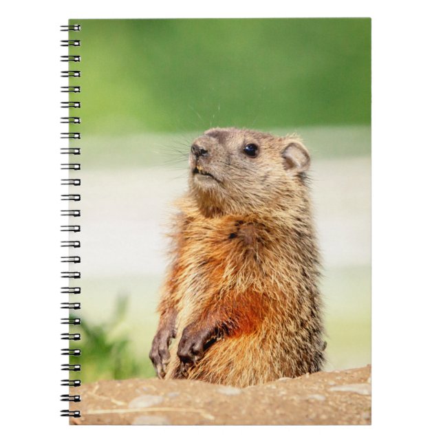 Cuaderno Young Groundhog (Frente)