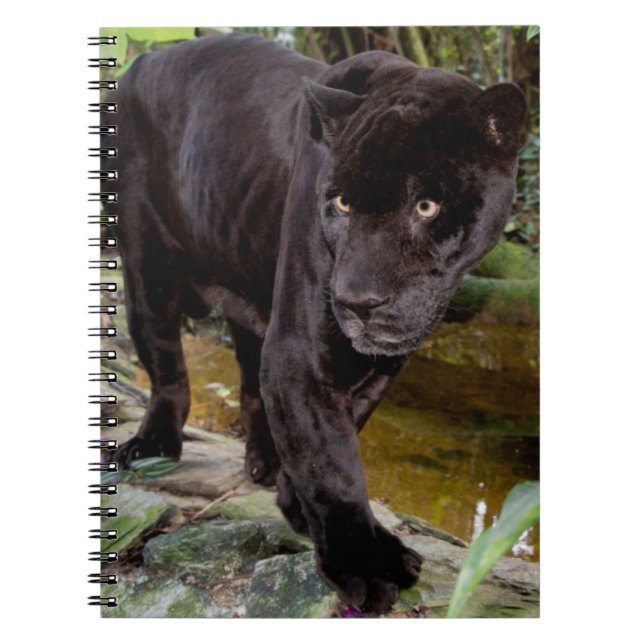 Cuaderno Zoológico de la ciudad de Belice. Pantera negra (Frente)