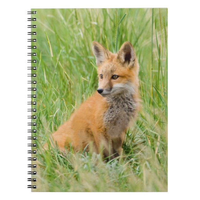Cuaderno Zorrito Rojo en hierba cerca de la guarida (Frente)