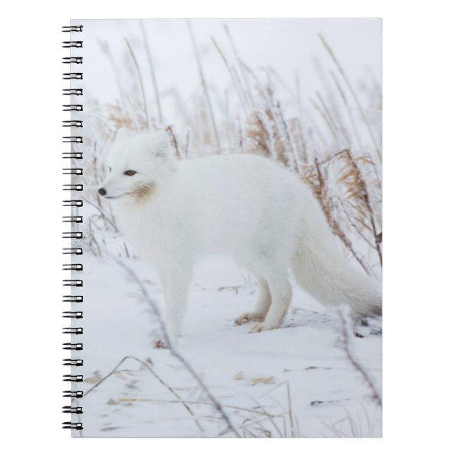 Cuaderno Zorro Ártico (Frente)