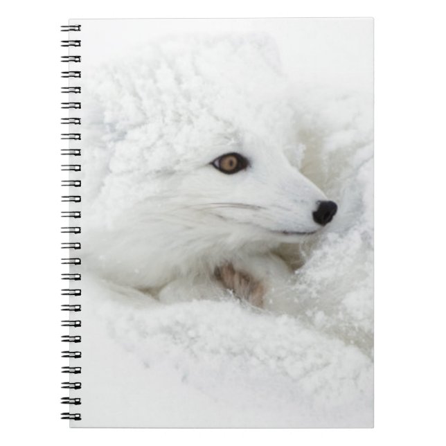 Cuaderno Zorro ártico acurrucado en invierno (Frente)